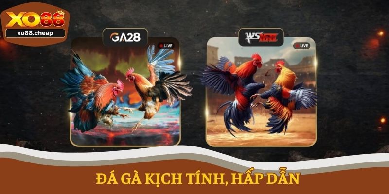 Đá gà kịch tính, hấp dẫn